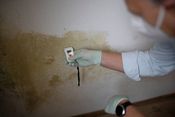 Best Commercial Mold Remediation in Wurtsboro, NY