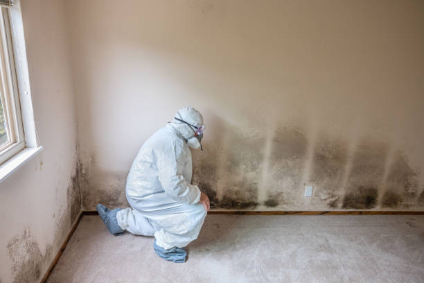 Best DIY Mold Remediation Support Services in Wurtsboro, NY