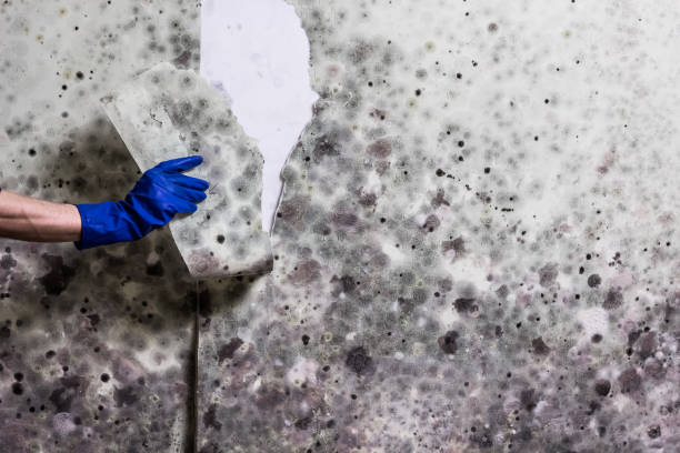 Best Insurance-Related Mold Remediation in Wurtsboro, NY
